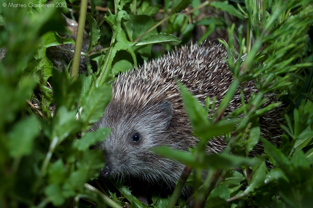 Hedgehog - Erinaceus europaeus...
