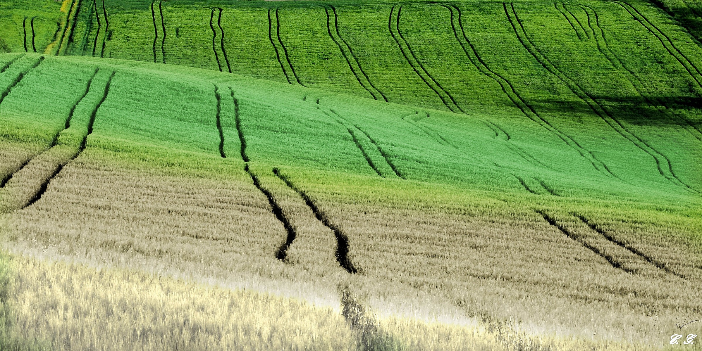 Furrows and colors of life...