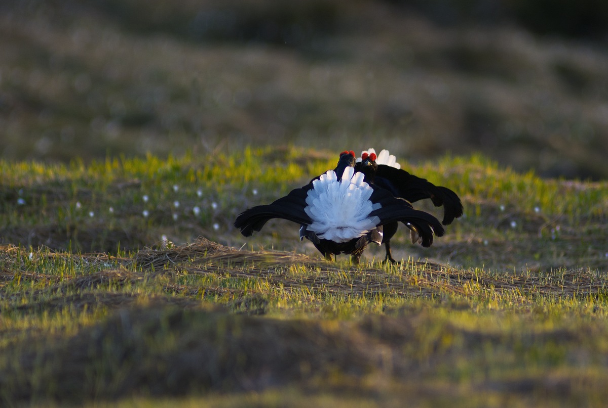 Grouse...