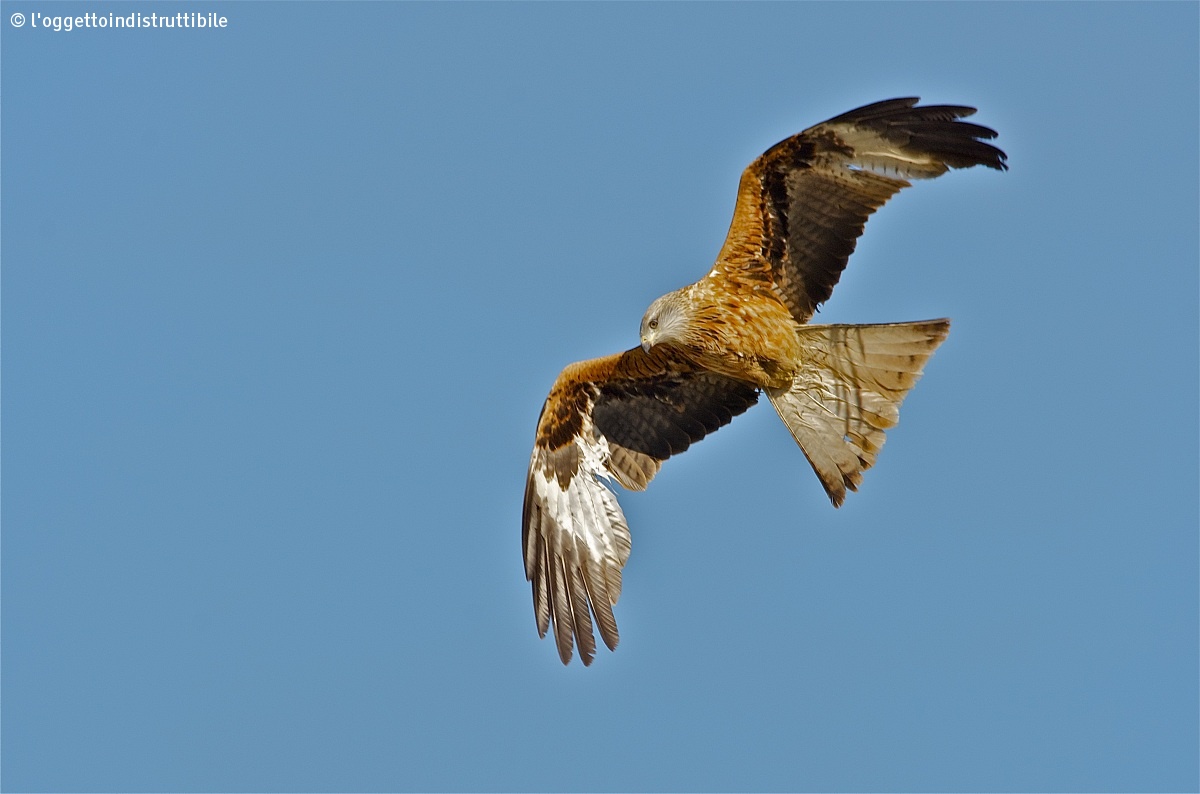 Red Kite with fantail...