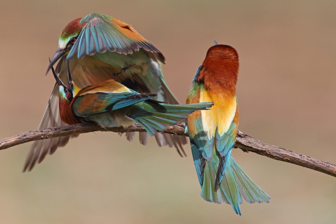 bee-eaters...