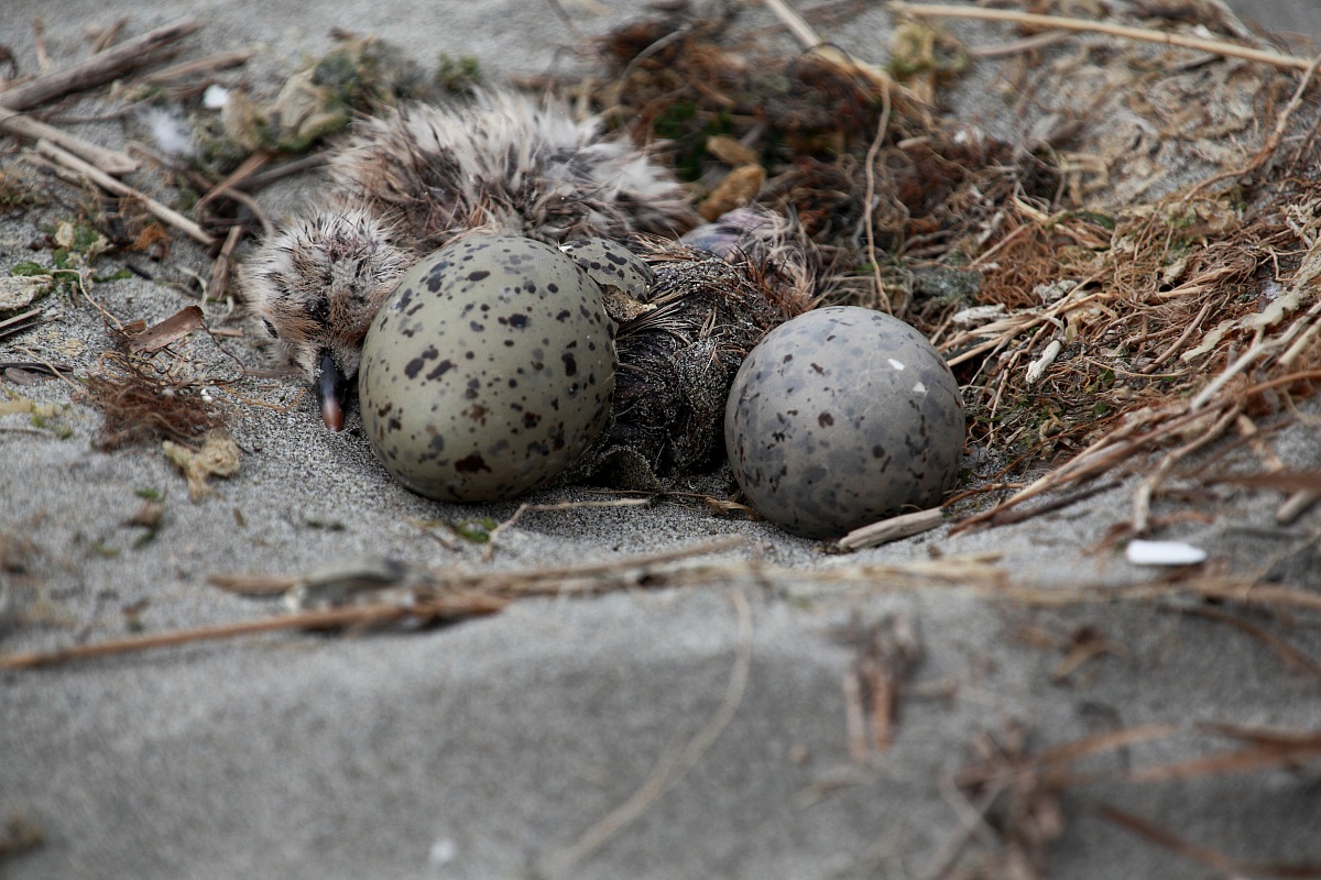 Hatching eggs Herring Gulls...