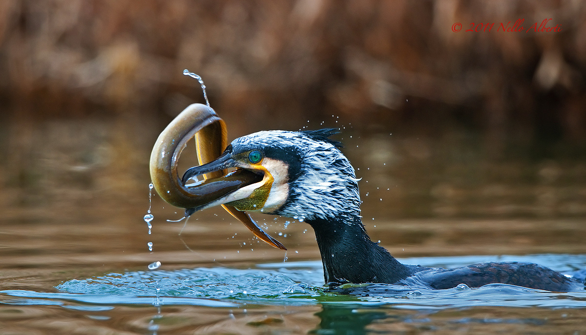 cormorano e anguilla...