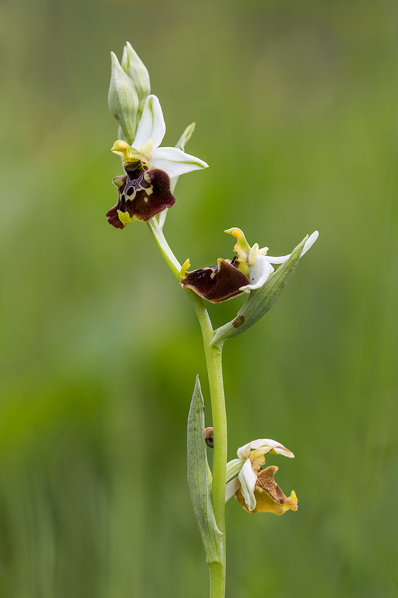 ophrys holosericea...