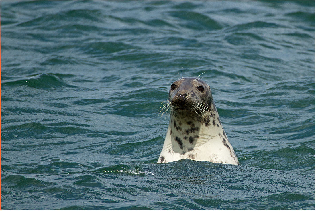 Holy Island (Northumberland): Grey Seal / Grey Seal...