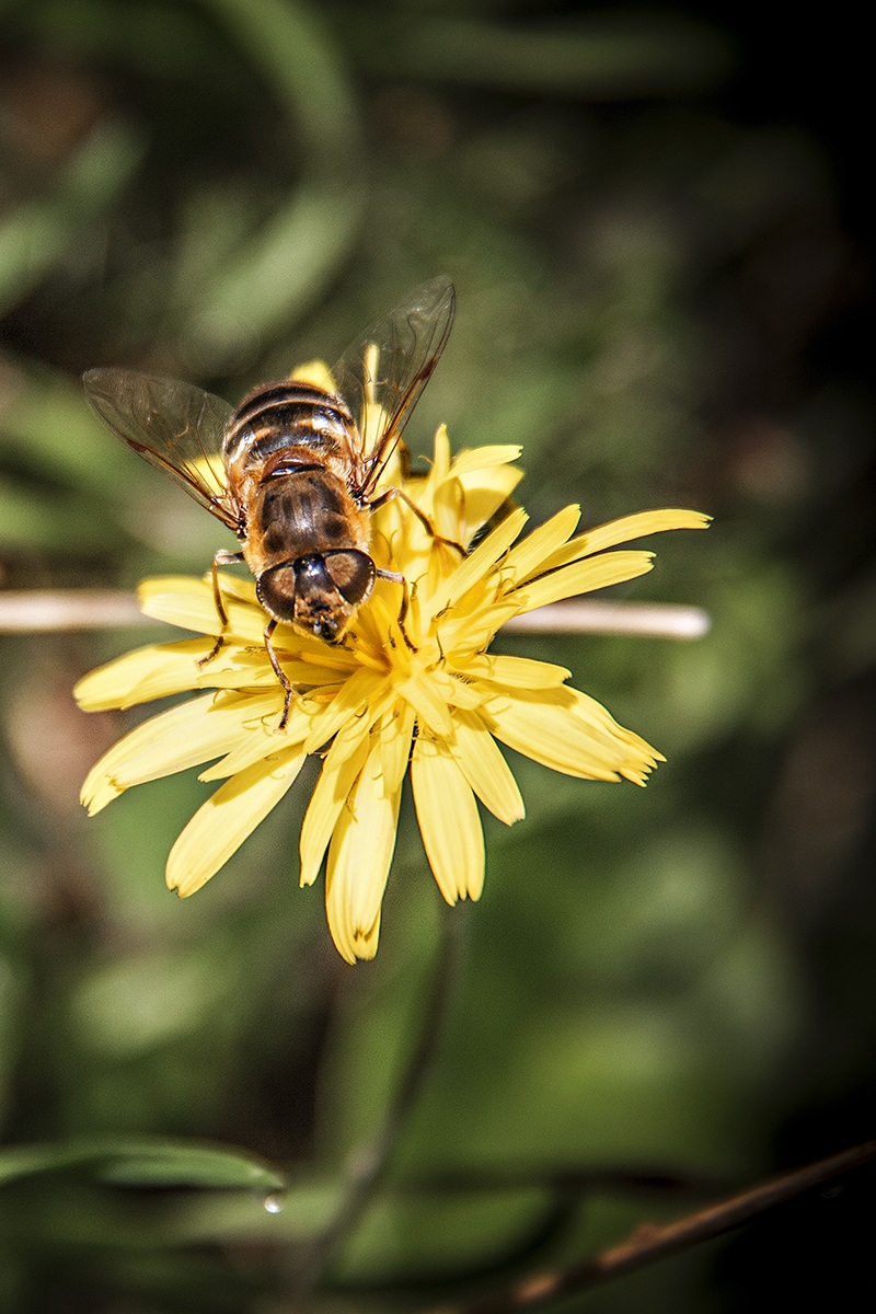 Bee-ritivo...