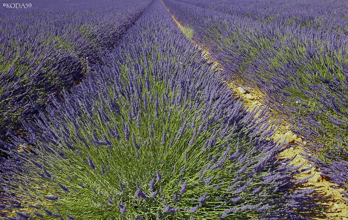 "Scent of lavender in Provence"...