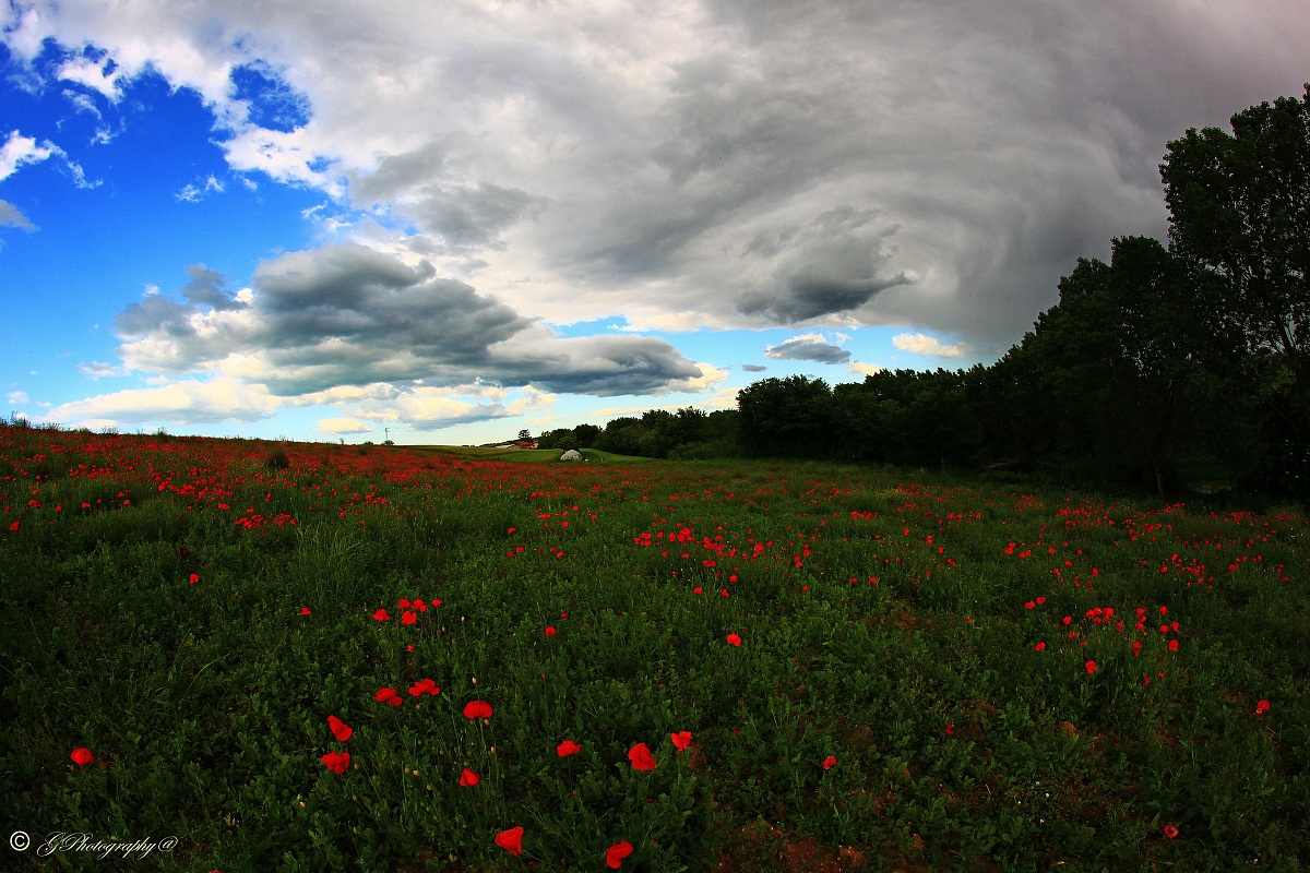 Poppies and Clouds...