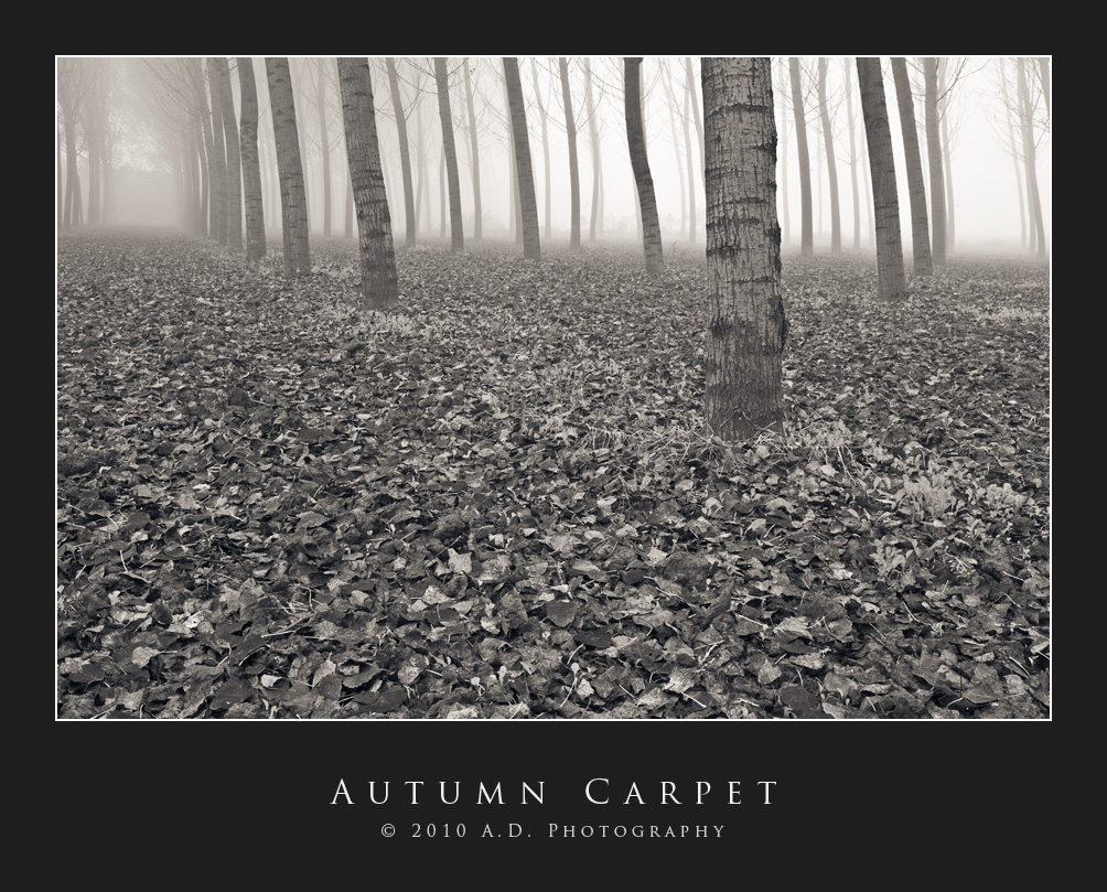 Autumn Carpet...