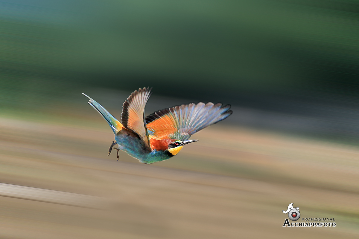Bee-eater in flight 1...