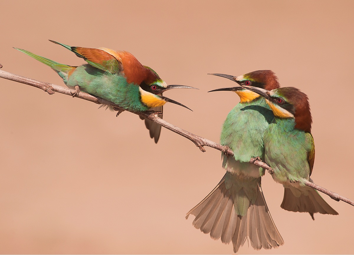 merops Bee-eater ......