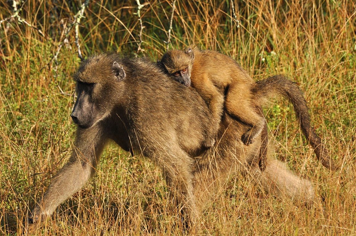 Baboon mother with small back...