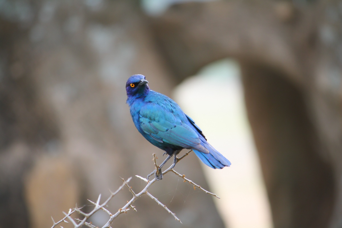 cape glossy starling...