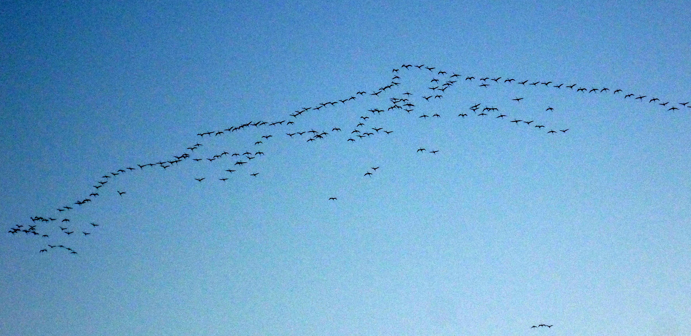 Flamingos in the formation of Cagliari...