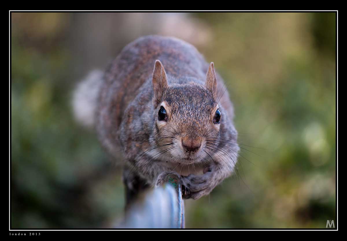What you want?! ... (Squirrel st. James park)...