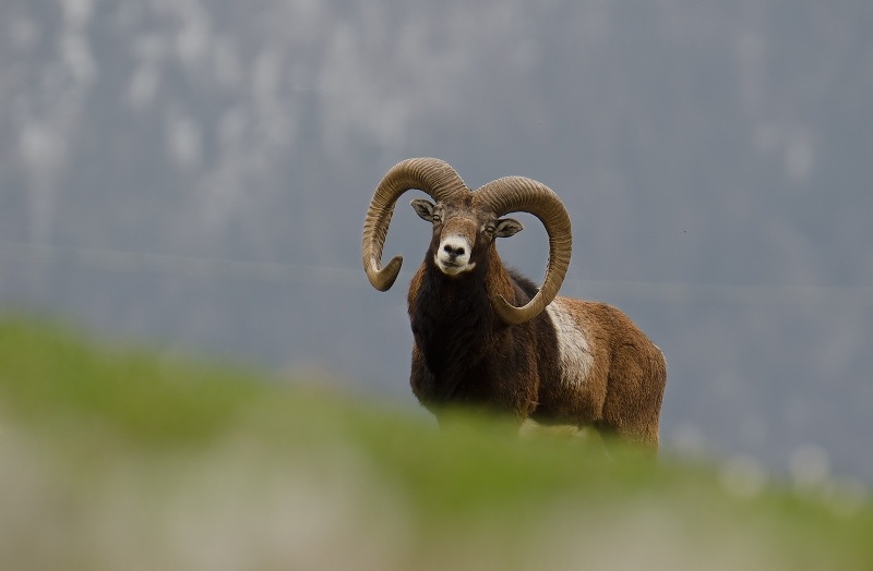 The ram...
