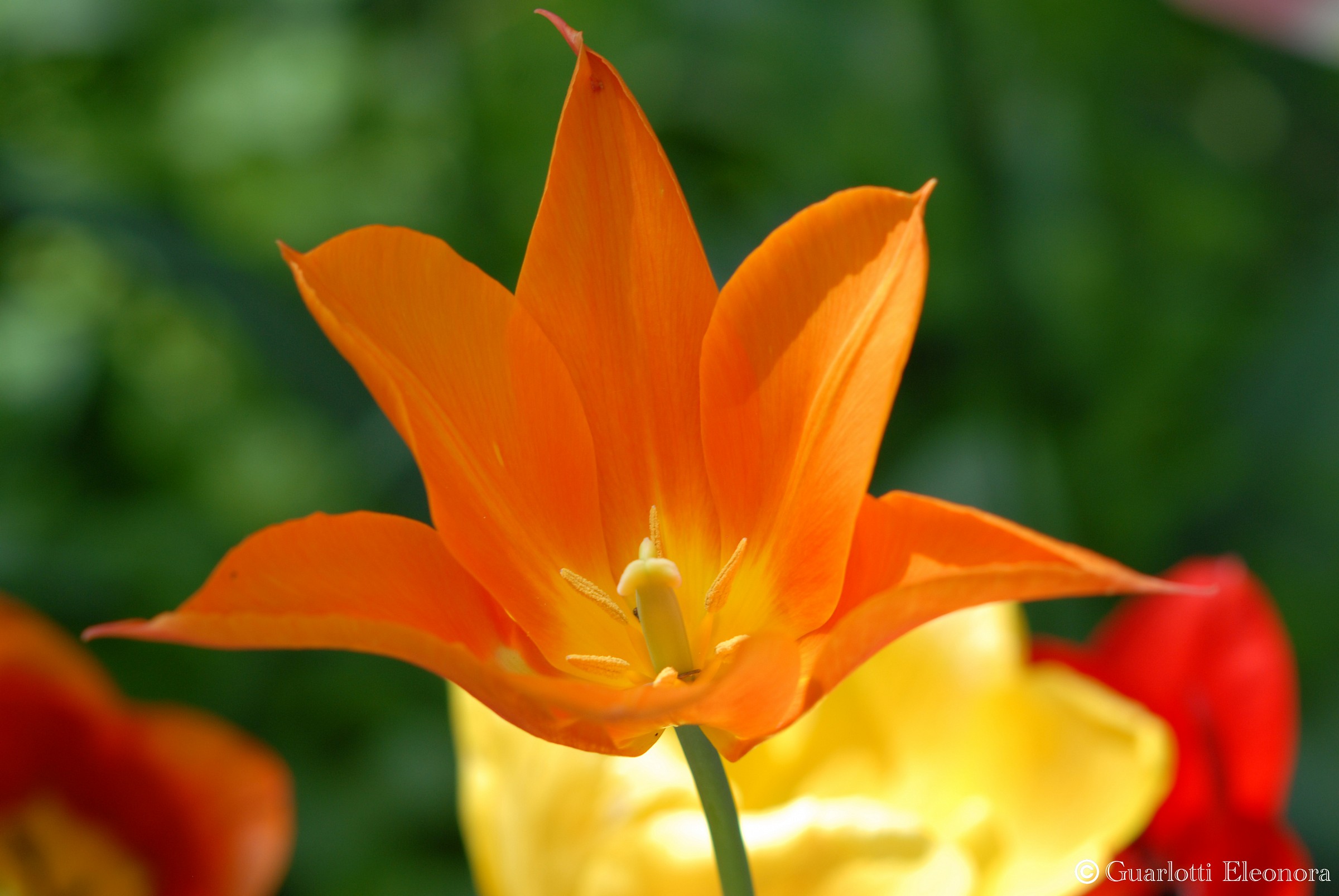 Messer Tulip 2013...