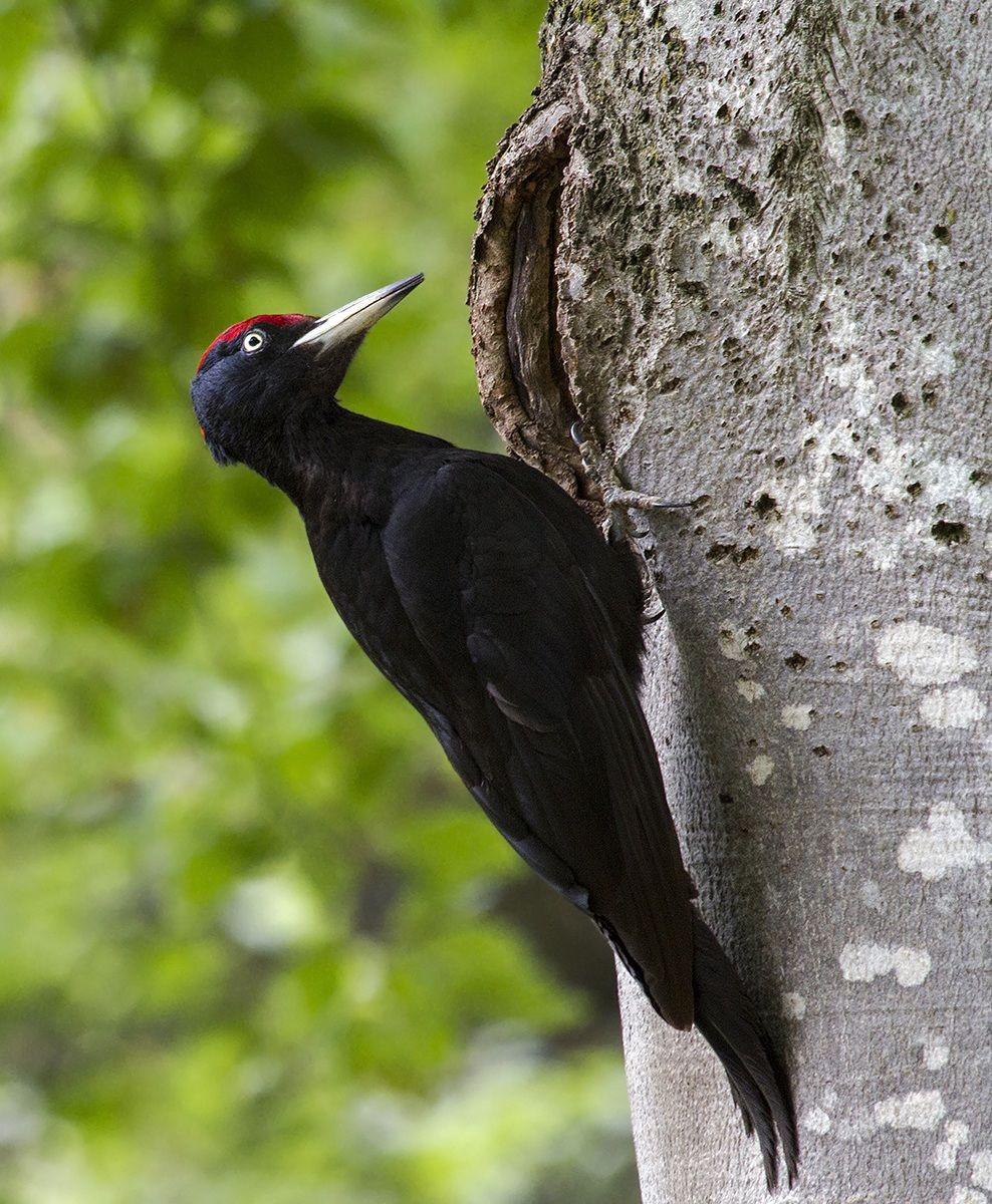 Black Woodpecker...