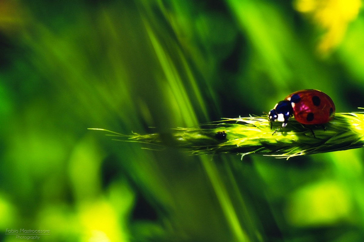 ladybug 3...