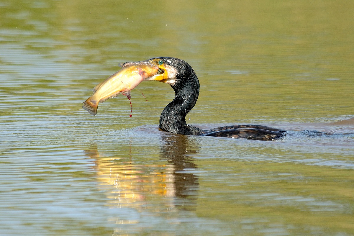 Cormorano...