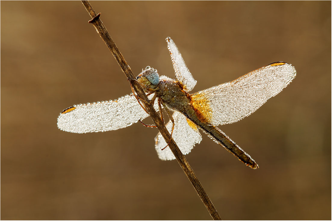 Sympetrum fonscolombii - Parco dell'Oglio  (bs)...