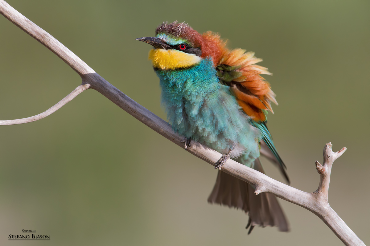 Bee-eater...
