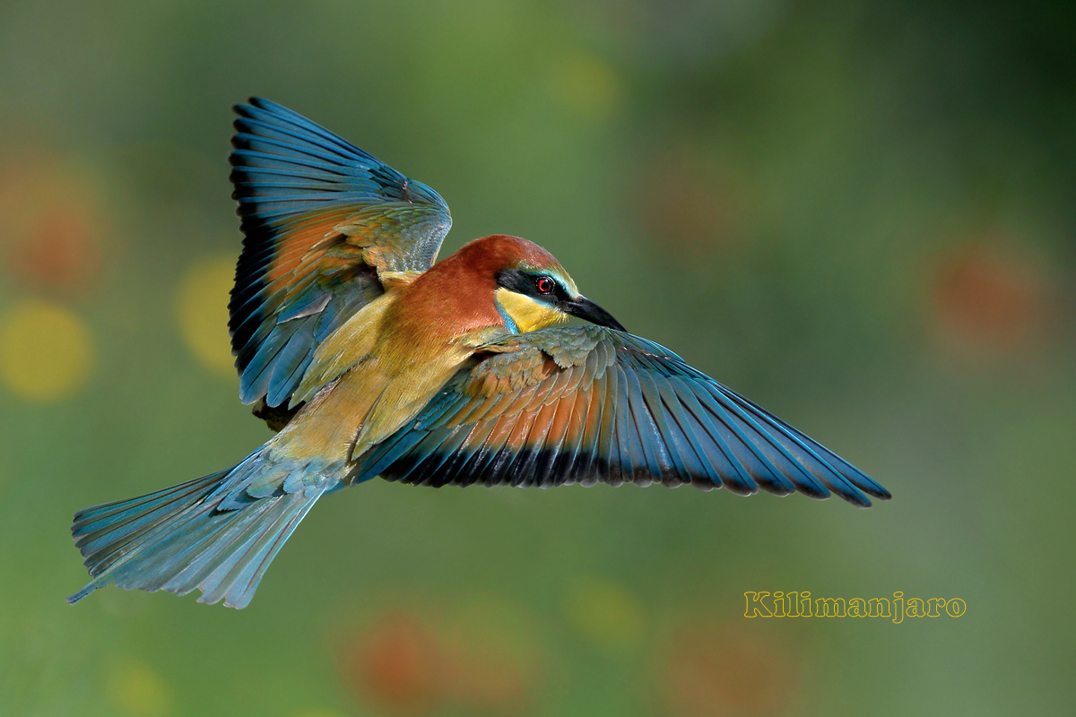 Bee-eater in flight reconnaissance...