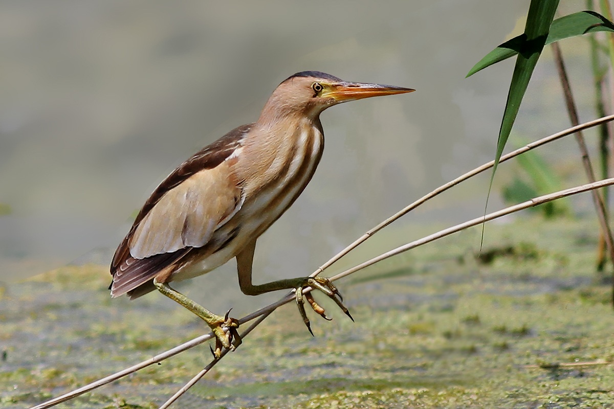 Bittern female...