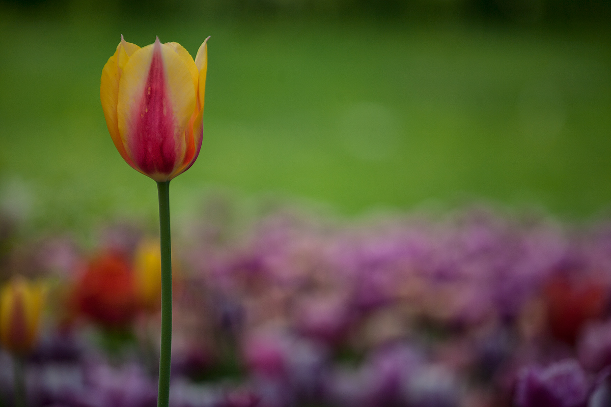 Tulipano solitario...