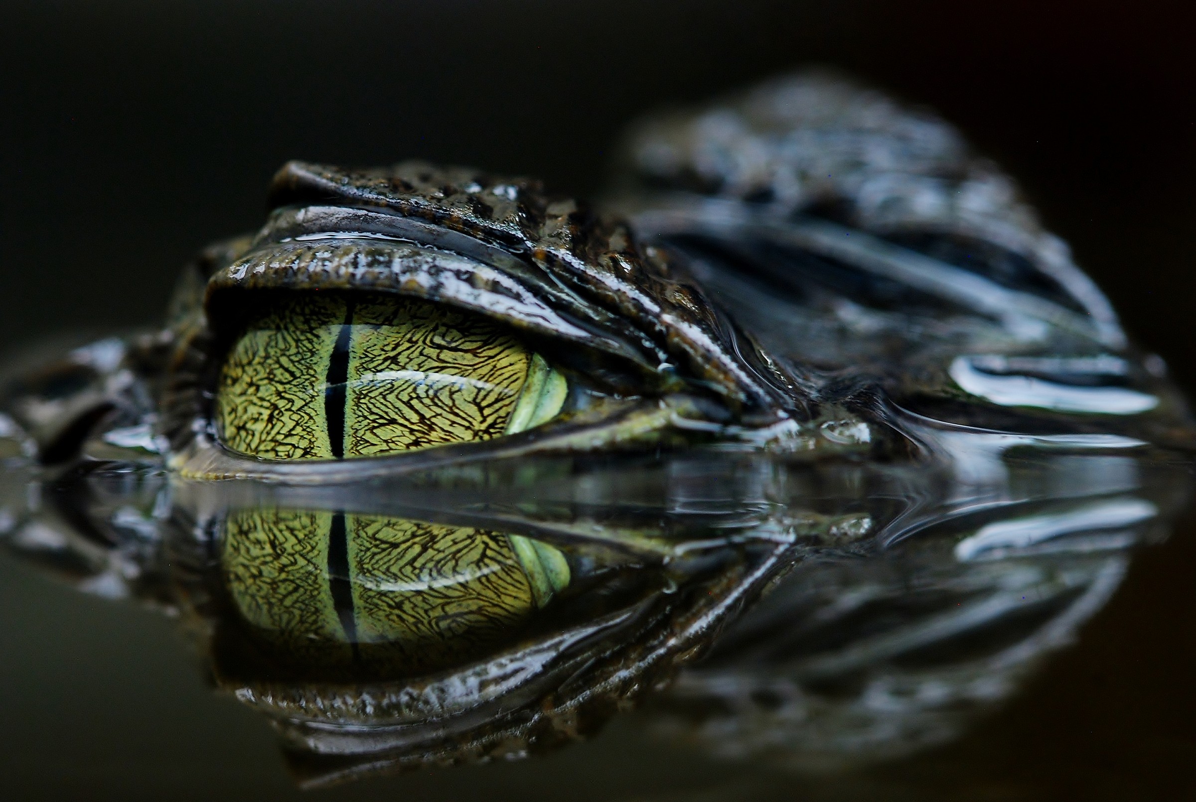 L'occhio del caimano...