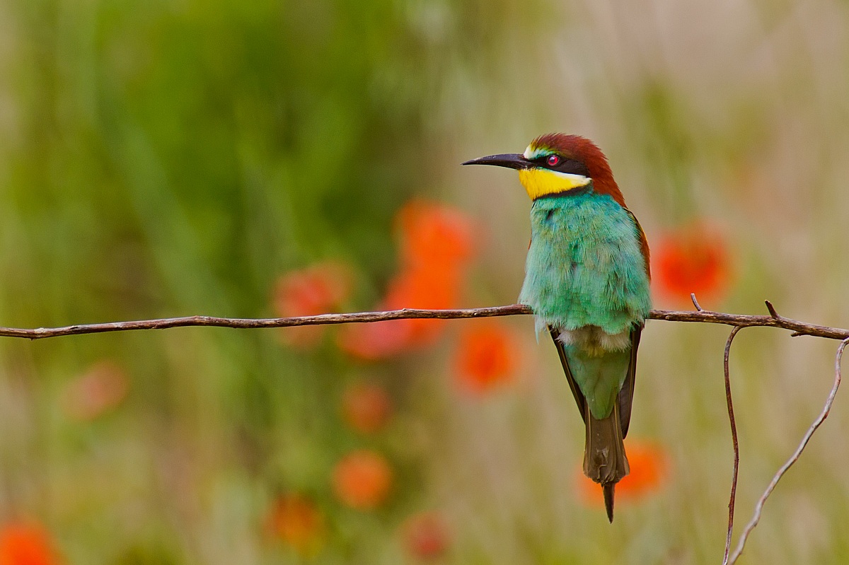 Bee-eater...