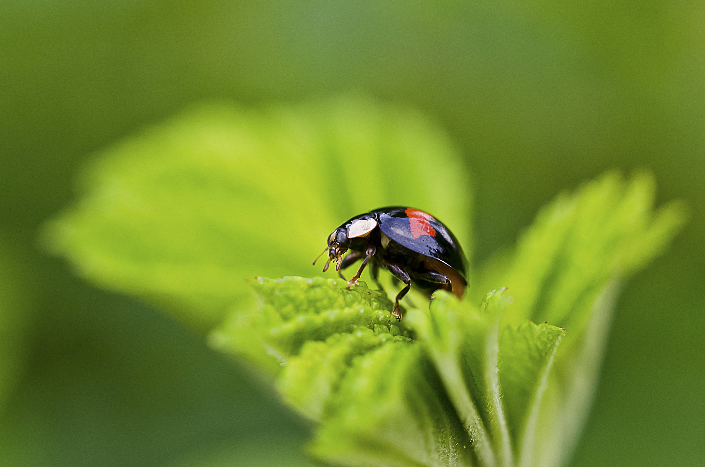 ladybug ......