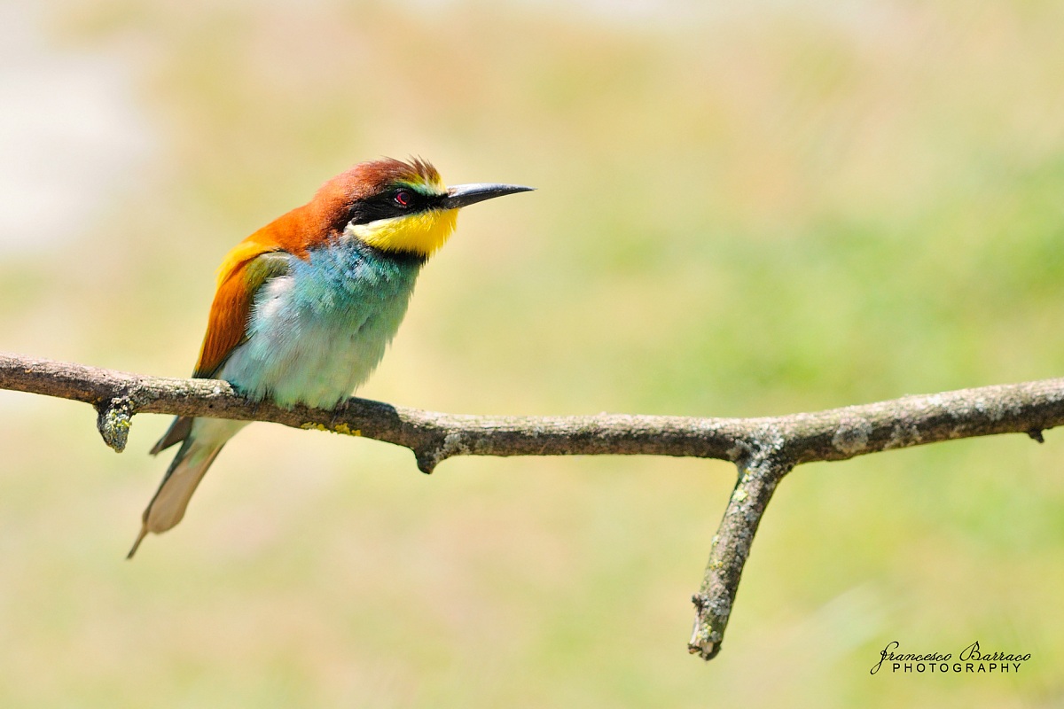 Bee-eater...