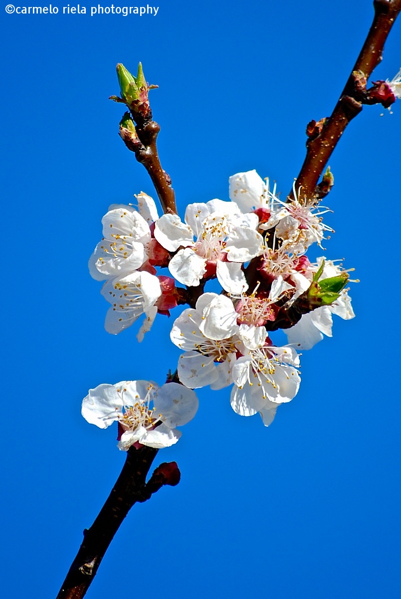 flowering branch of spring!...