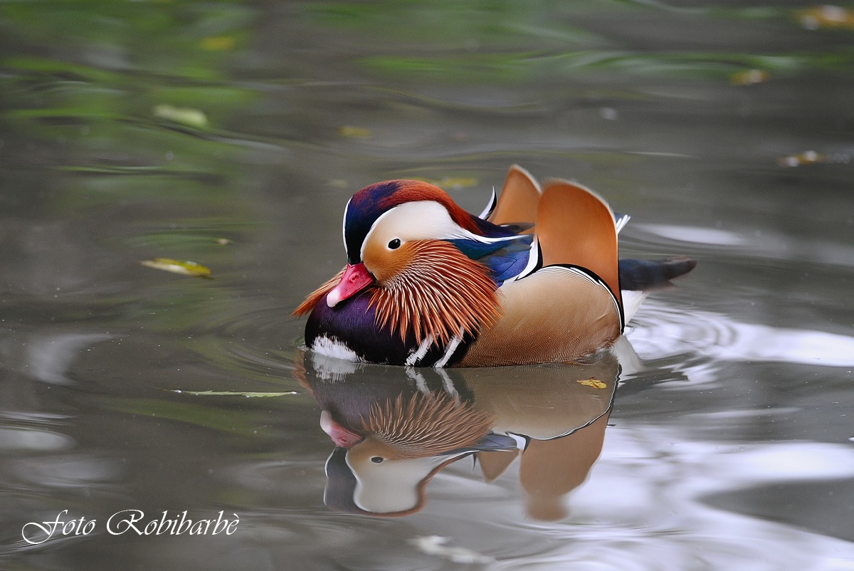 Mandarin Duck ........