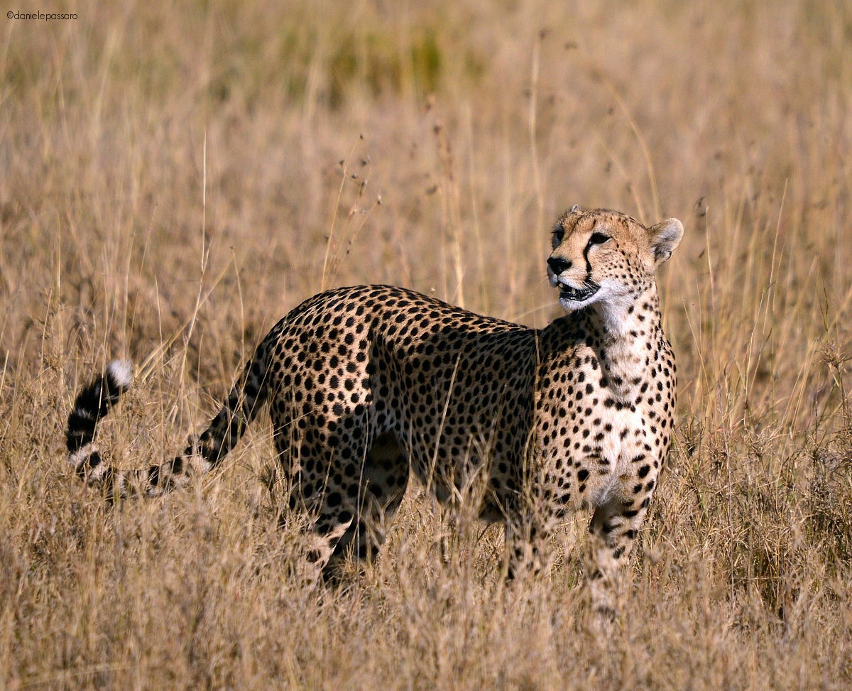 Mother cheetah...
