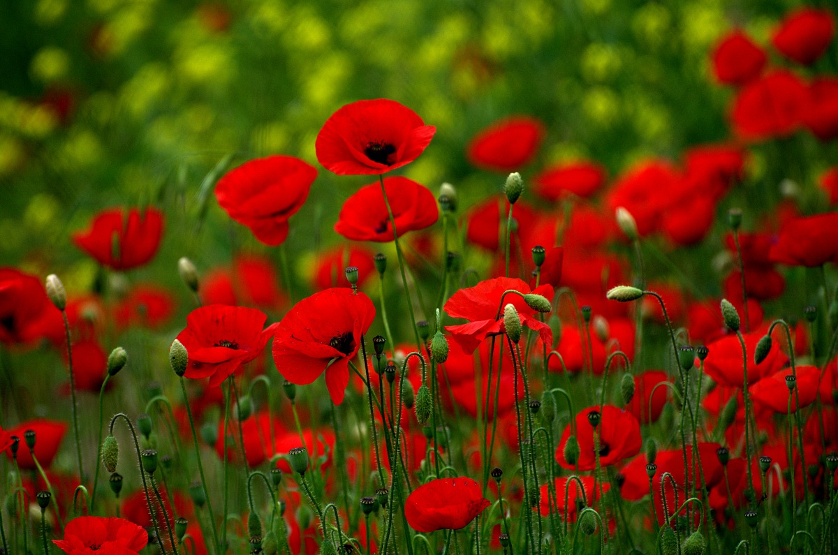 red poppies ......