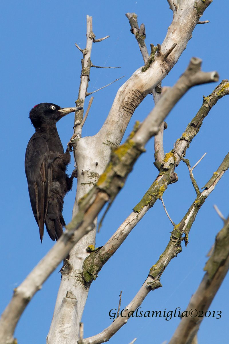 Black Woodpecker...