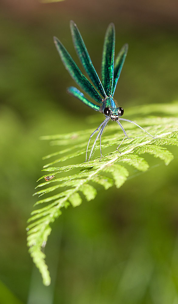 Calopteryx virgo...
