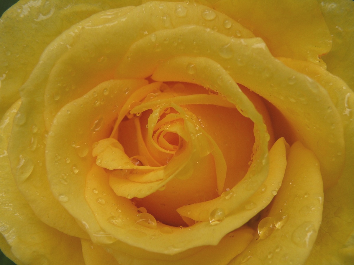 Rosa gialla dopo la pioggia...