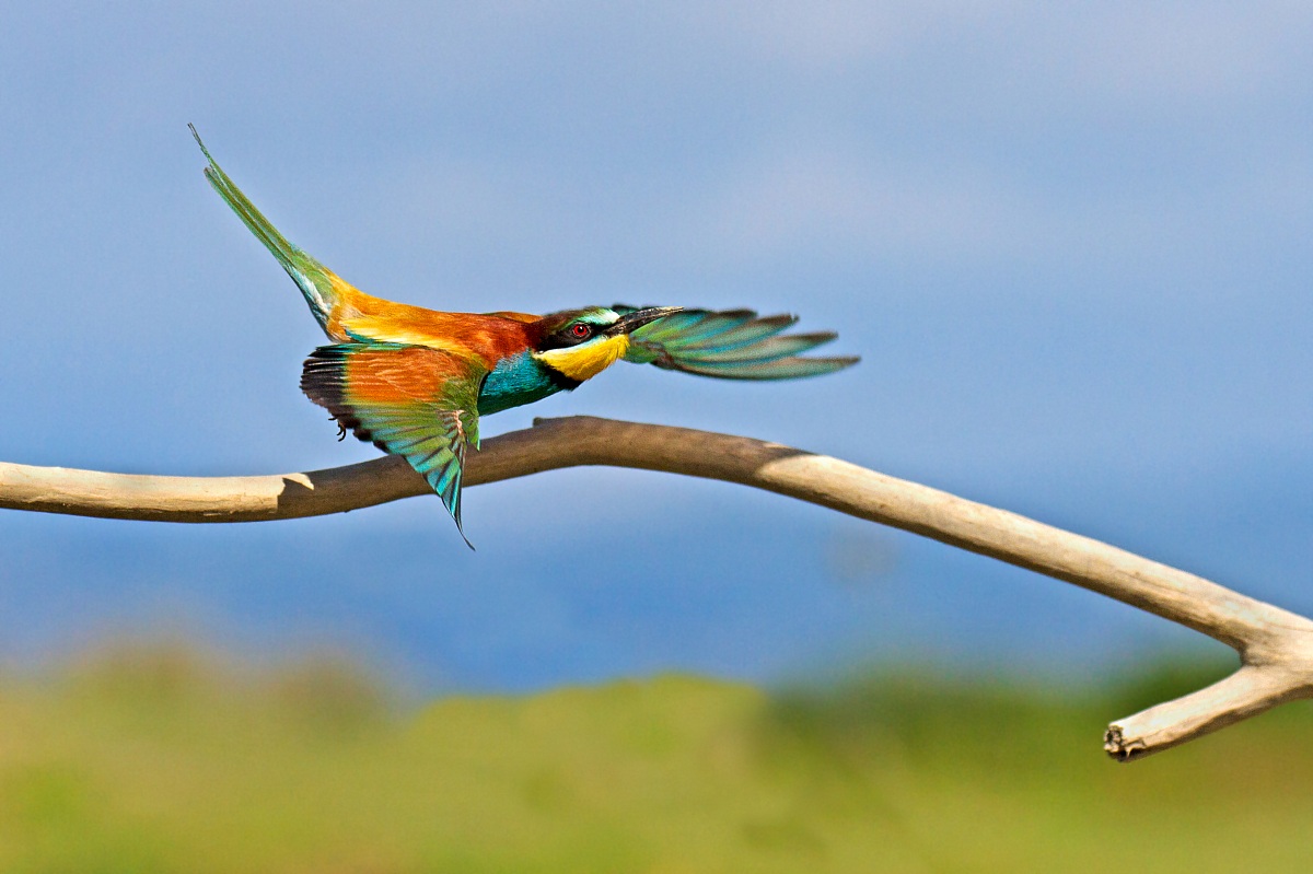 bee-eater departing...
