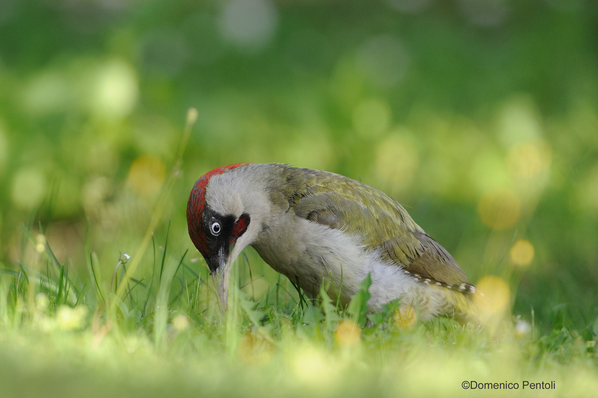 Green Woodpecker Male...