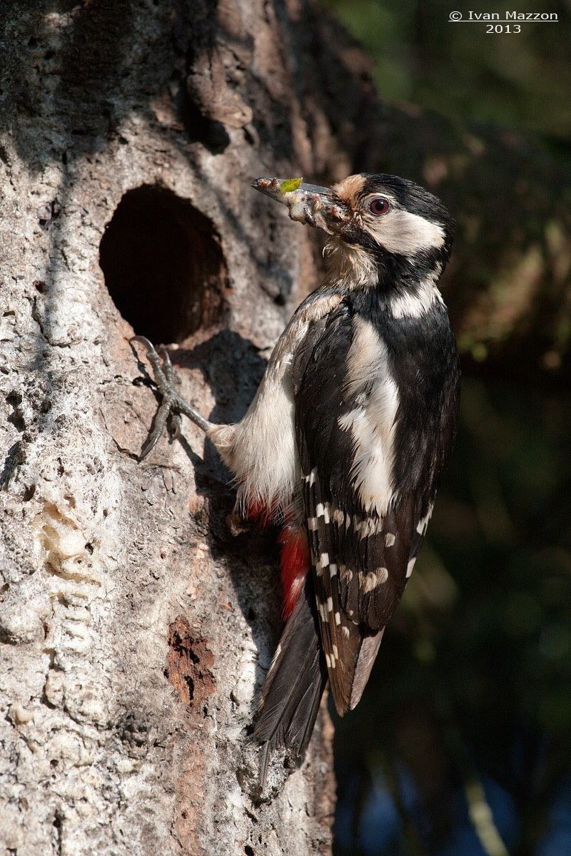 Mom woodpecker with dinner...
