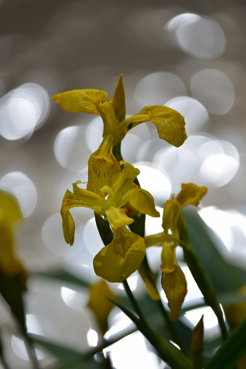 Yellow flowers...