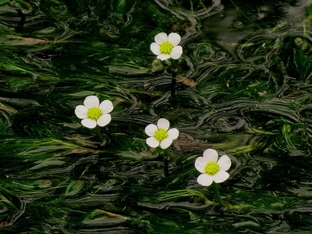 Flowers' author...