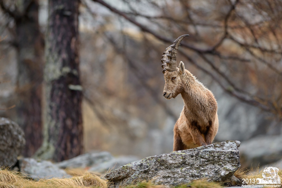 Other ibex...