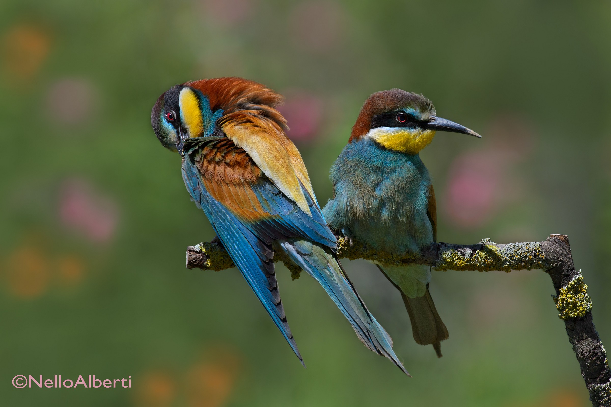 bee-eaters in relaxation...