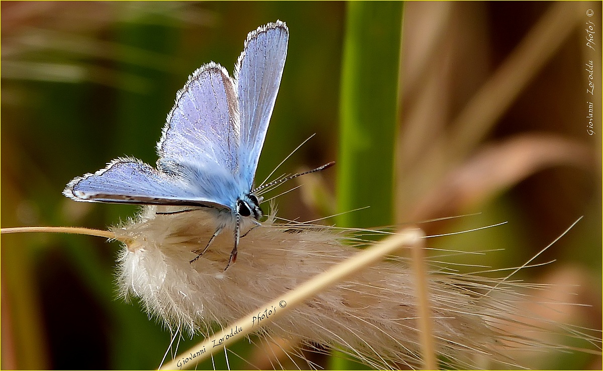 Butterfly...