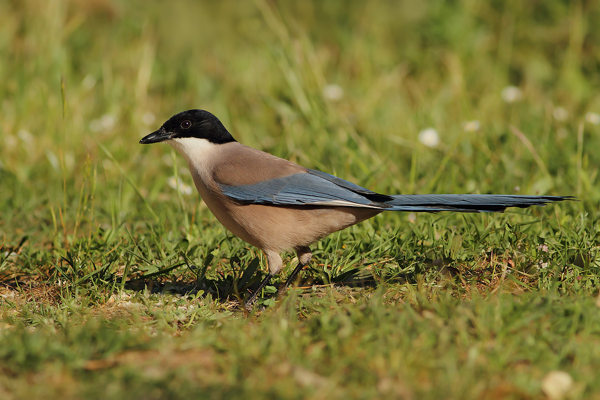 Azure-winged Magpie...