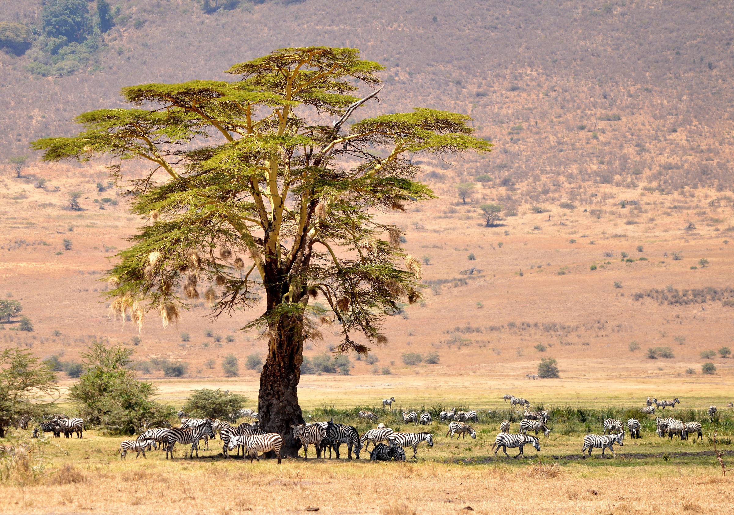 The tree of zebras...